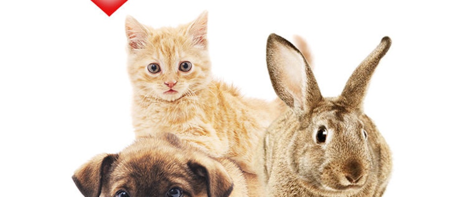 campaxa_sensibilizacion_animales_regalo_web.jpg