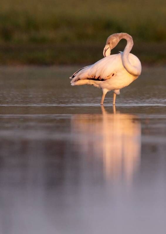 Flamenco al amanecer