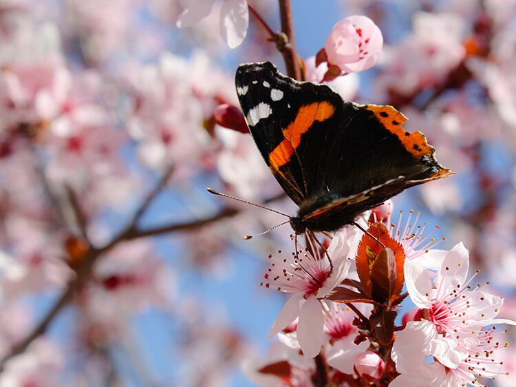 Mariposa Ortiguera Web