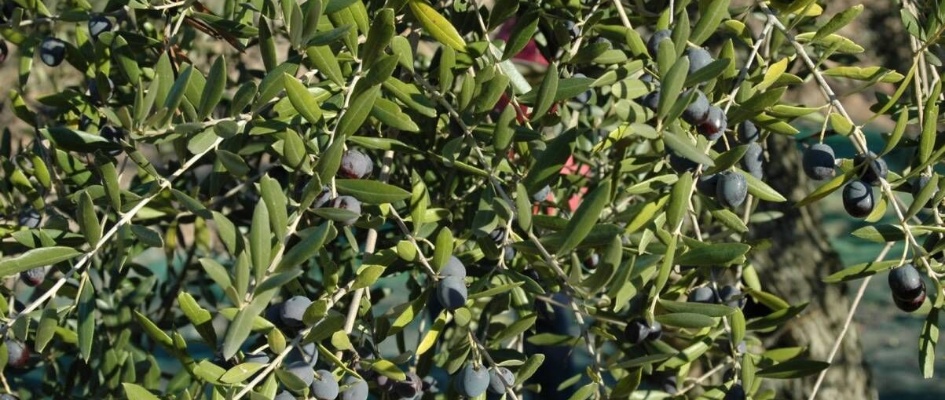aceituna_nov_10_026.jpg
