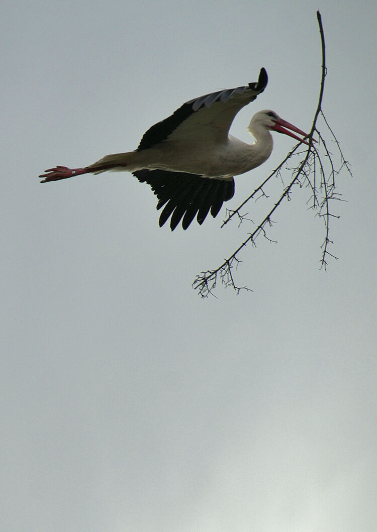 concurso foto medioambiente 6 Preparando el Nido web