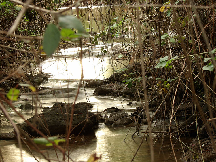 concurso foto medioambiente 8 Naturaleza Selvática web