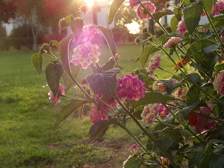 concurso foto medioambiente 9 Destellos de Luz web