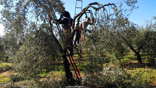 desmaroja_fincamunicipal (3)