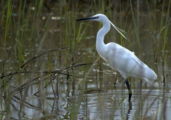 garceta comun en su habitat