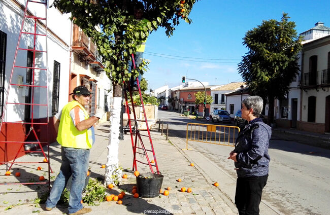 poda_arboles_pilas (2)