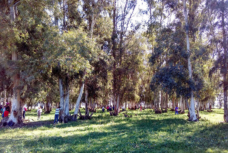 ruta medioambiental marisma 2017 fotos (2) web